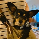Floyd Leonard 🐶 - @chiweenie_floyd - Instagram