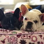 Leonard & Floyd - @leonard_n_floyd - Instagram