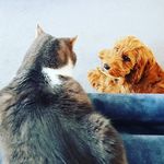 Floyd and Mia Light - @mycat_floydandmydog_mia - Instagram