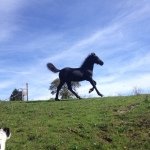 explications sur la Ière photo - @little_floyd - Instagram