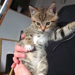Floyd - @little_tiger_floyd - Instagram