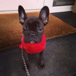 Master Floyd - @floyd_little_frenchie - Instagram