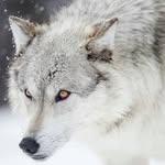 Floyd Lloyd - @iamfloyd_wolf - Instagram