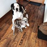 Christine Trzimiel - @floyd_lotte_and_friends - Instagram
