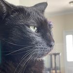 @floyd_lottie_and_cat - Instagram