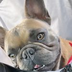 FLOYD LUCAS 🐾💙 - @floydlhucas - Instagram