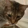 Kittys - @manny_floyd - TikTok