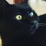 Floyd Moses - @blackcat_floyd - Instagram