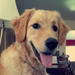 Oakley & Floyd - @oakleyandfloyd - Instagram