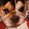 FloydPink - @ezfreewebsites - TikTok