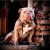 FLOYD _POCKET BULLY UK - @floydpocketbully_uk - TikTok
