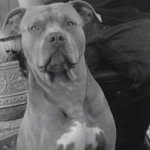 Floyd Powell - @biggdogg00101 - Instagram