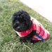 Ruby Floyd #Puppy Power - Facebook