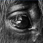 Tinker Power Horse Floyd 😍 - @tinkerpower_floyd - Instagram