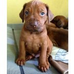 Floyd Gonzalez Pryor - @floyd_the_ridgenose - Instagram