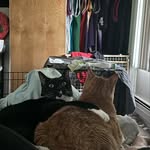 Floyd & Quinn - @kittycats_floyd_quinn_ - Instagram