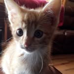 Pickles Floyd-Quinn - @picklesfq - Instagram