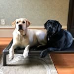 Quinn & Floyd - @quinnandfloyd - Instagram