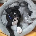 Floyd & Ramsey - @floydandramsey - Instagram