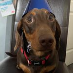 Floyd Reed 🌭💙 - @prettyboy_floydreed_dachshund - Instagram