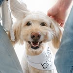 Floyd Reid Mulvaney 🐾 - @doodlemefloyd - Instagram