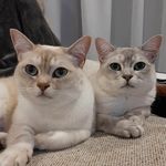 Bowie and Floyd Riddle - @bowieandfloydnz - Instagram