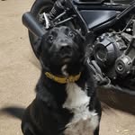 Floyd's the dog - @rebel_rider_floyd - Instagram