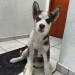 Floyd Ruiz - @floydofthebongo - Instagram