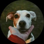 Floyd the Jack Russell & Viktoria - @anubis.floyd - Instagram