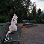 Alina/Olivia - @floyd.the.blanc.swiss.shepard - Instagram