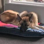 @floyd.the.german.shepard - Instagram