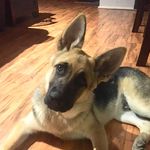 Floyd - @floyd_shepard - Instagram