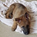 Floyd the German Shepard - @no_floyds_given - Instagram