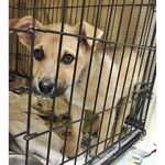 FloydTheShepard - @floydtheshepard - Instagram