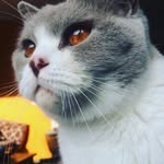 Floyd🐱 - @_floyd_brittian_shorthair - Instagram