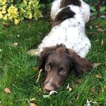 Floyd 🐾 - @floydspringerspaniel - Instagram