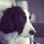 🦋🌸🐶Floyd 🐶🌸🦋 - @floydthespringerspaniel - Instagram