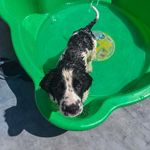 Floyd - @floyd.the.springer - Instagram