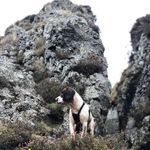 Floyd - @floyd_thespringerspaniel - Instagram