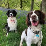 Floyd Hamilton - @springerfloyd2018 - Instagram