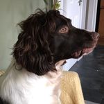 Floyd - @springer_floyd - Instagram