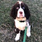 Floyd the Springer Spaniel - @floyd.kipper - Instagram