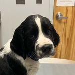 @floydthespringer - Instagram
