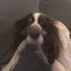 *•.Floyd.•* - @floydthespringerspaniel - TikTok