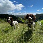 Rebecca Lee - @floydeddiethespringers - Instagram
