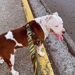 Floyd 🐶 “ the cow “ 🐮 - @stanford_floyd_ - Instagram