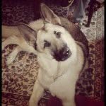 Floyd (Pink) Gem Stone - @floydthegsd - Instagram