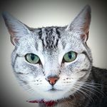 Sir Floyd Melville Vickers of Catnip Town - @sirfloydmelville - Instagram