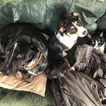 Boomer, Floyd, & Watson 🐾 - @the3goodestboys - Instagram