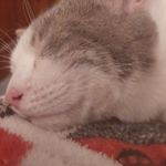 floyd west - @yoitsfloyd_thecat - Instagram